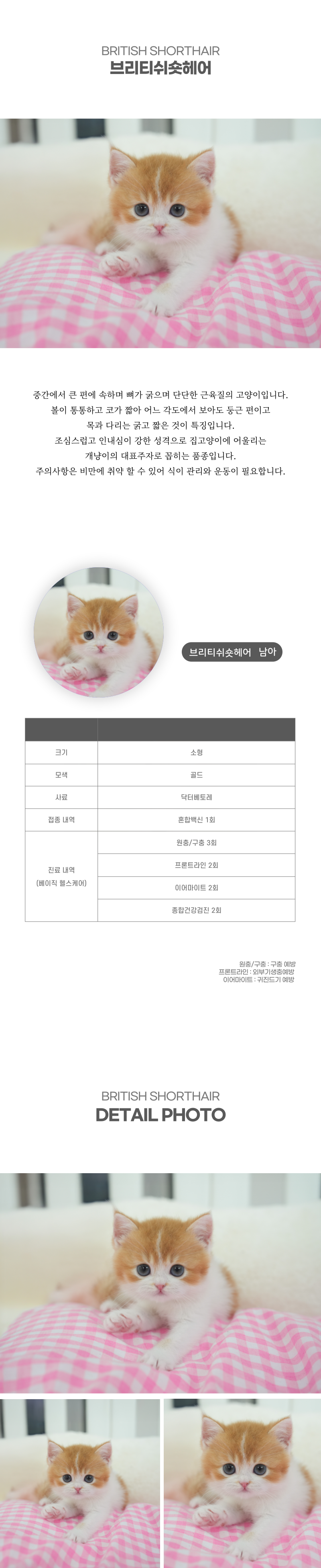 브리티쉬숏헤어_상세이미지_2